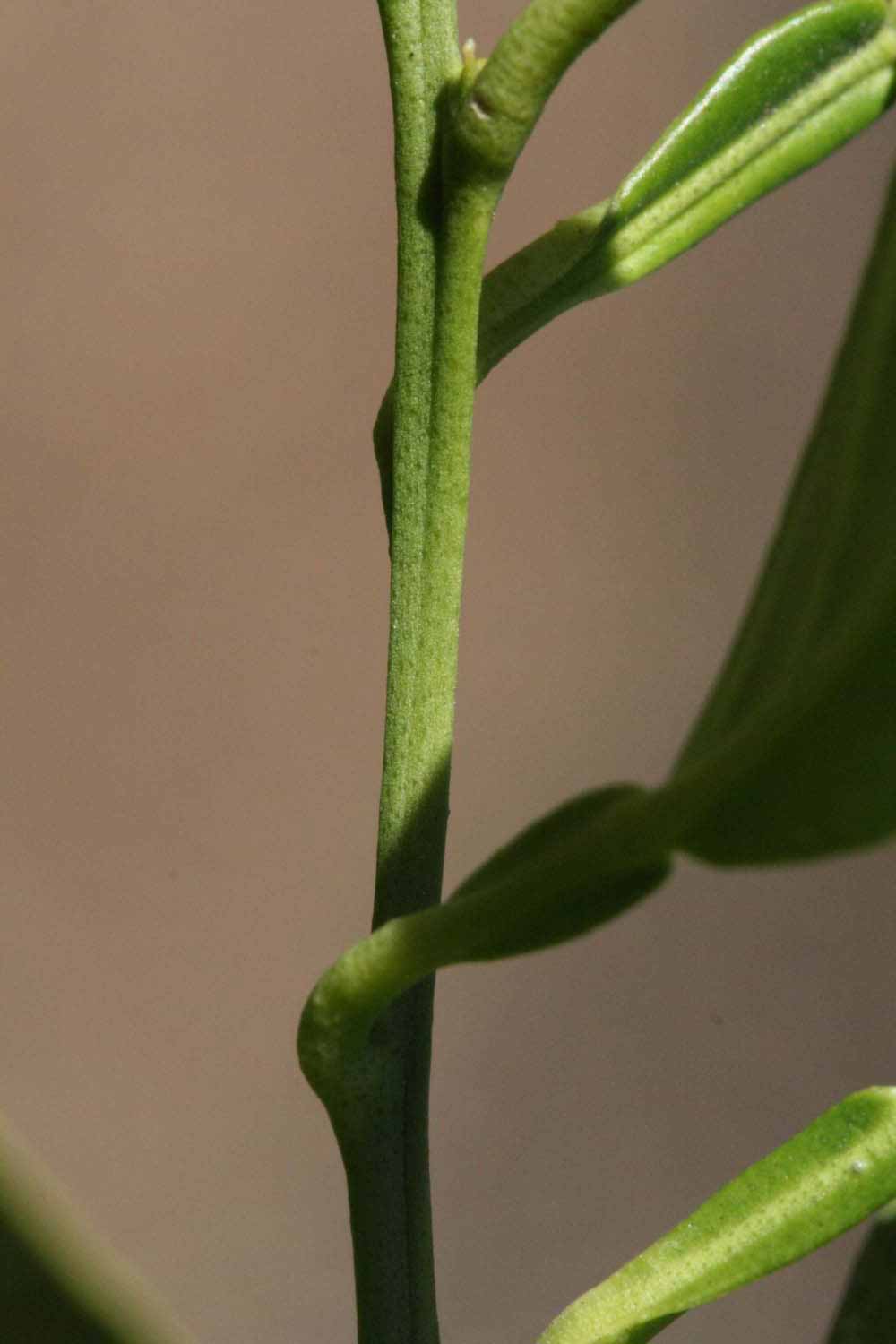              First year twig (Sanguina Doblefina, Riverside, CA)       